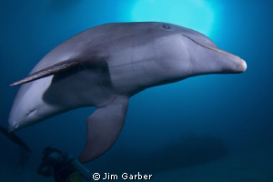 Playful dolphin in Roatan by Jim Garber 